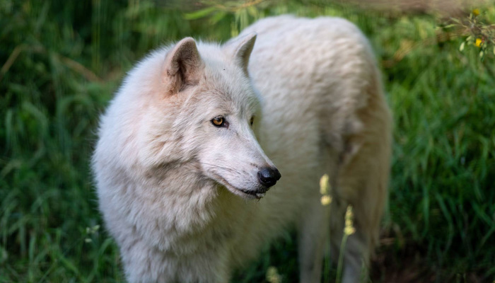 Prime Wolf Arctic White