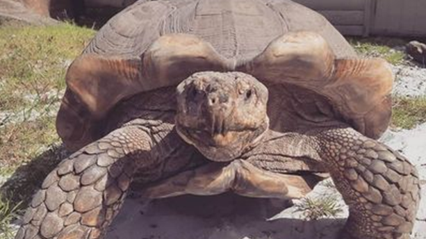 fsz-african-tortoise
