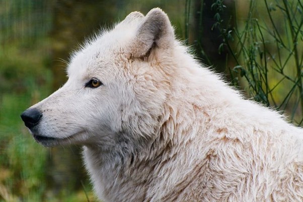 fsz-arctic-wolf
