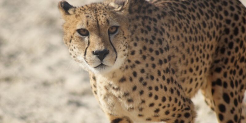 fsz-cheetah