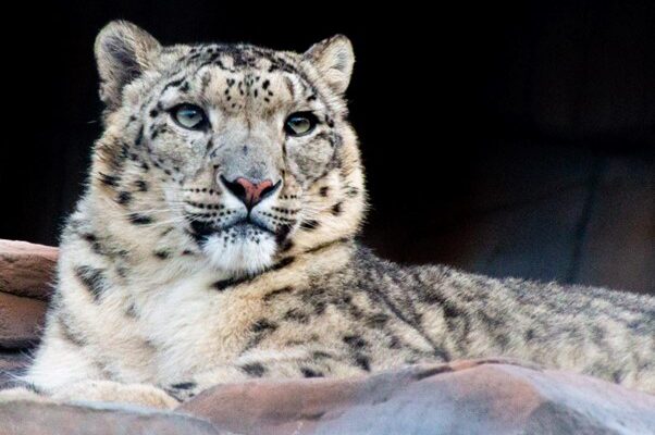 fsz-snow-leopard