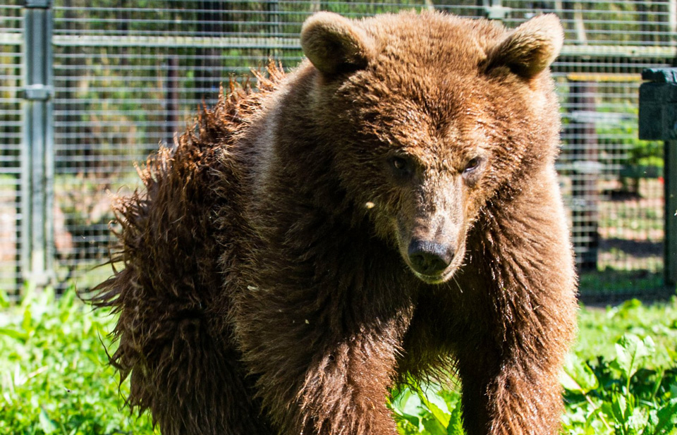 Rescue Animals at FSZ - Five Sisters Zoo