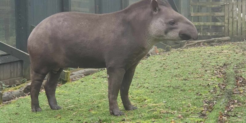 Tapir Pic Website