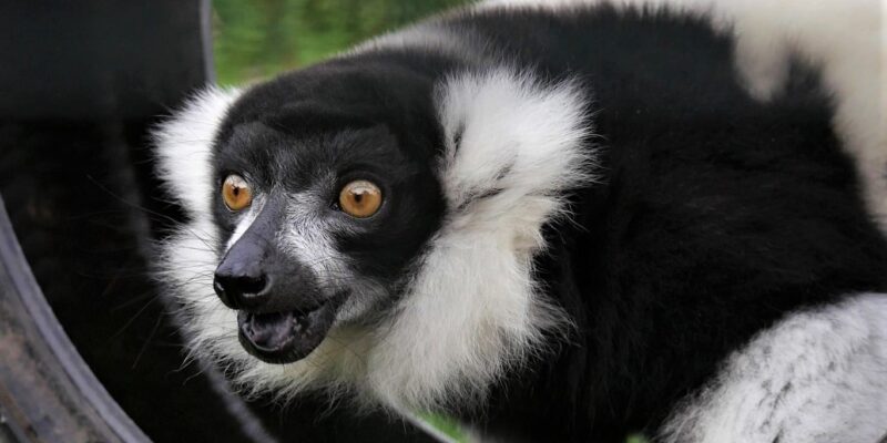 Black and White ruffed Lemur - website