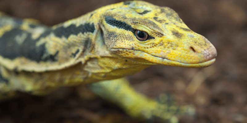 yellow-headed water monitor - website