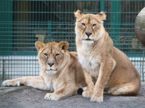 Luna and Lusza Lions Fund