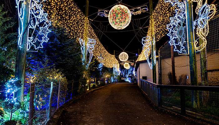Fivesisterszoo-illuminations-mobile