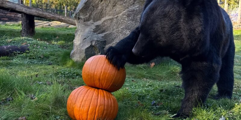 baloo with pumpkins