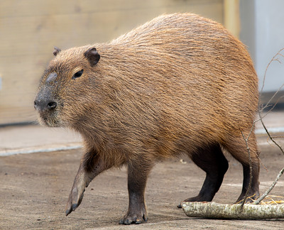 capybara small